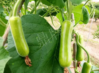 蔬菜種子種植戶客戶點(diǎn)評(píng)-科研人員發(fā)誓研究的一個(gè)抗高溫品種，您可能需要！