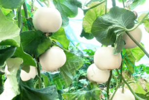 蔬菜種子種植戶客戶點(diǎn)評(píng)-丁老板說：種植這個(gè)品種，獲得了滿意的收入，確實(shí)“爽歪歪”