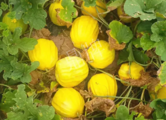 蔬菜種子種植戶客戶點(diǎn)評(píng)-瓜農(nóng)說：“還得是這個(gè)品種??！”，什么品種讓種植戶如此感慨？